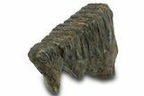 Fossil Woolly Mammoth Molar - Siberia #377770-1